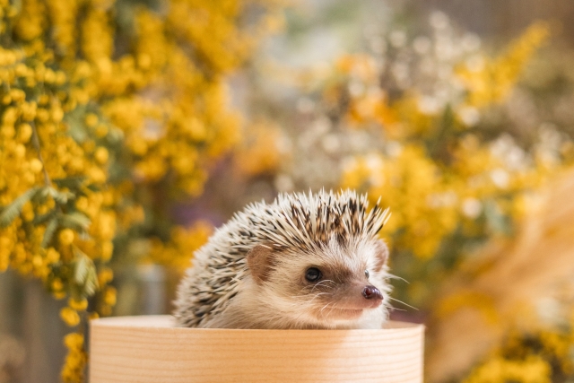 ミモザとハリネズミ